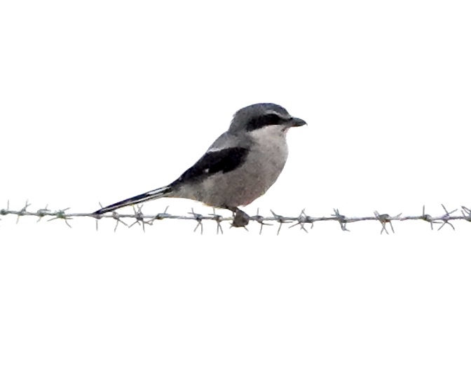 Iberian grey shrike